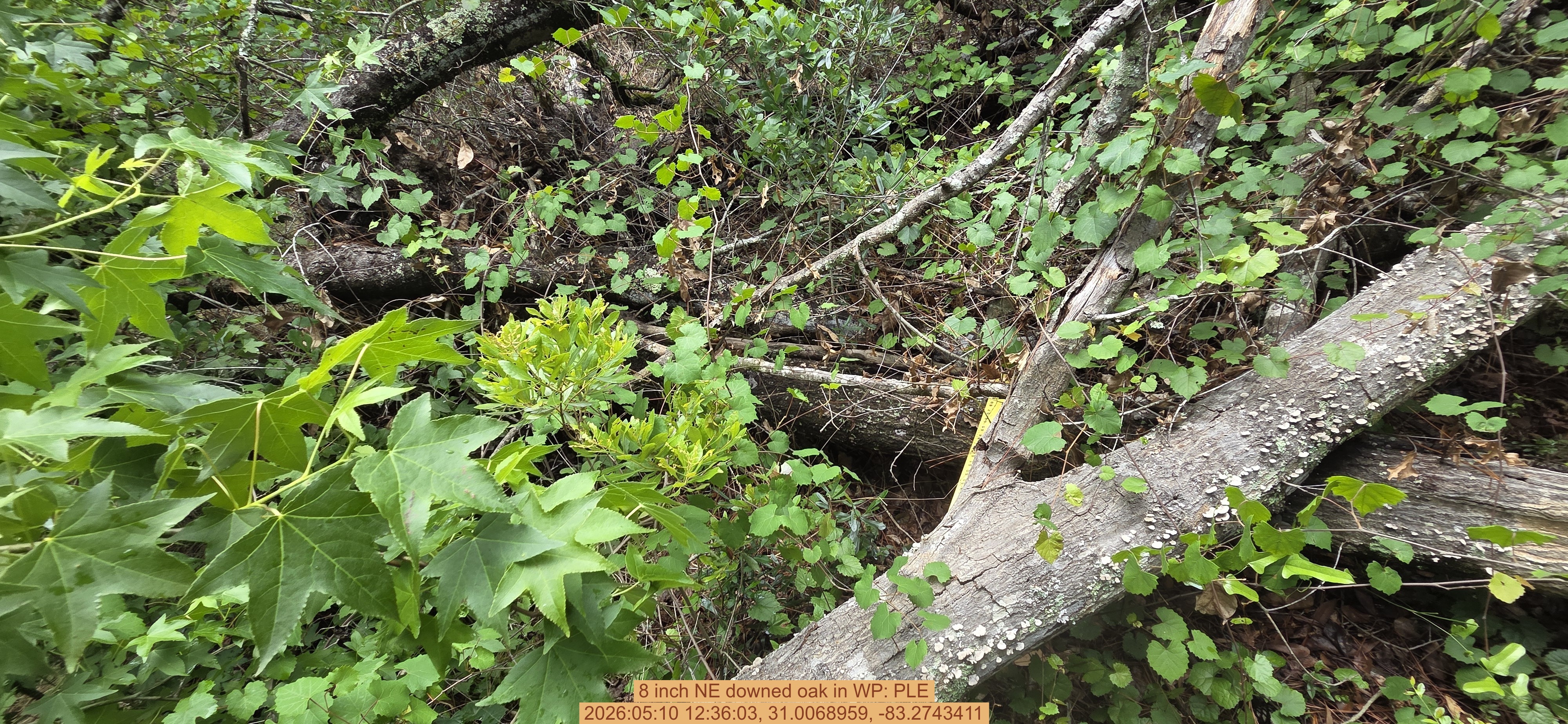 8 inch NE downed oak, 2026:05:10 12:36:03, 31.0068959, -83.2743411