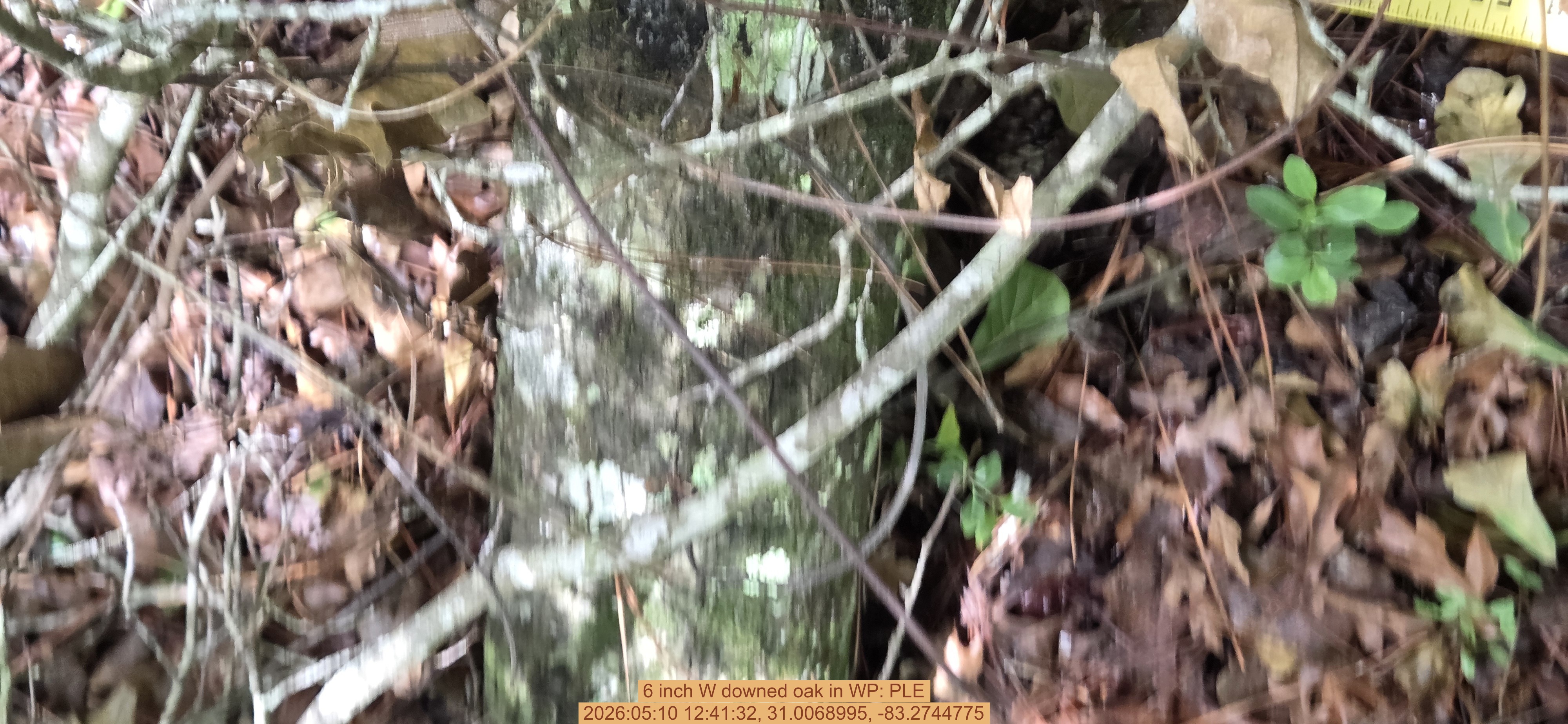6 inch W downed oak, 2026:05:10 12:41:32, 31.0068995, -83.2744775