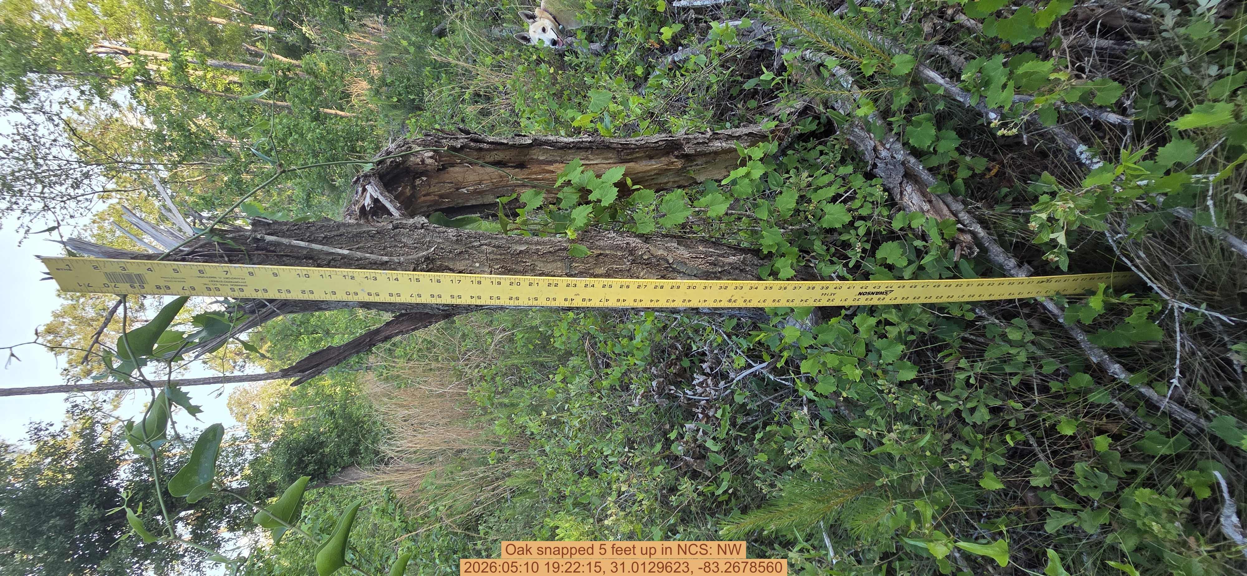 Oak snapped 5 feet up, 2026:05:10 19:22:15, 31.0129623, -83.2678560