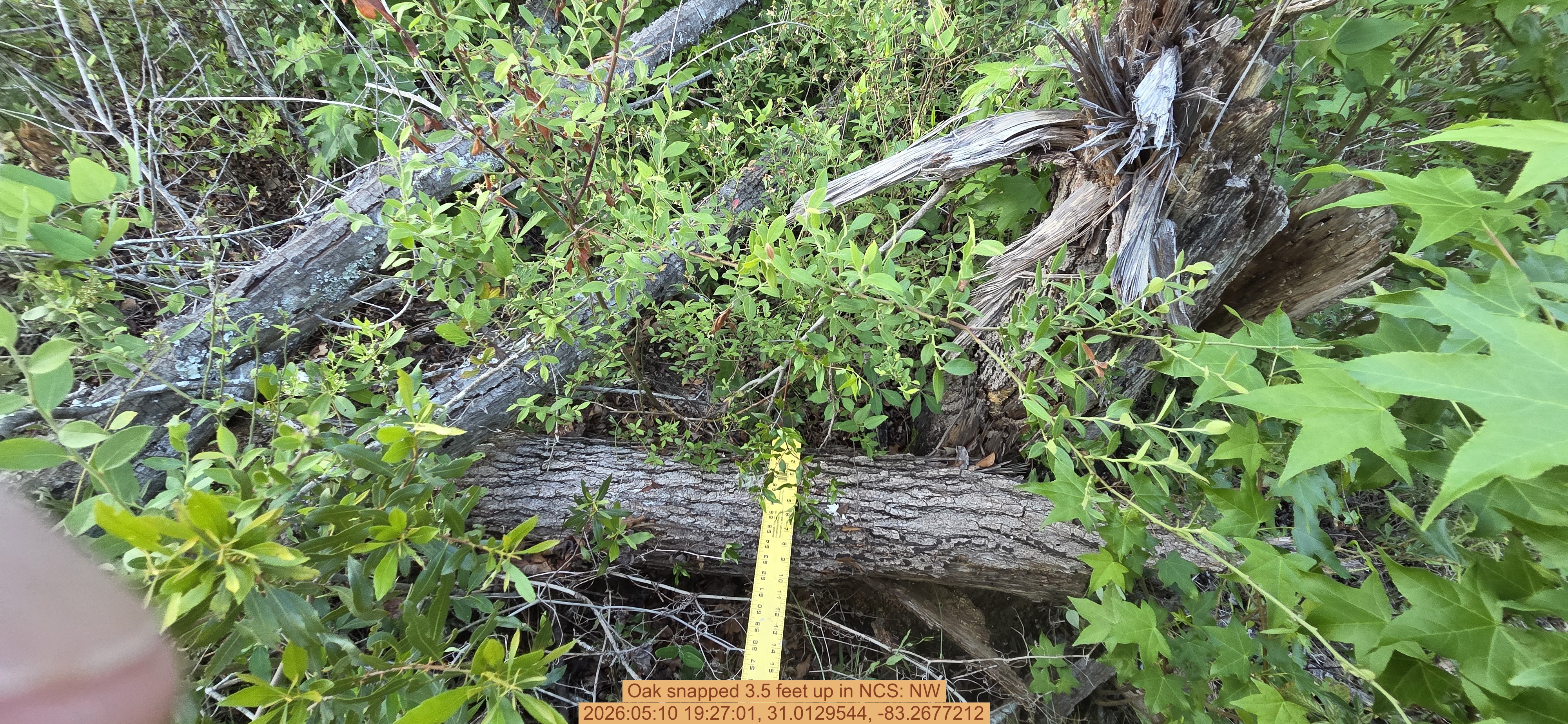 Oak snapped 3.5 feet up, 2026:05:10 19:27:01, 31.0129544, -83.2677212