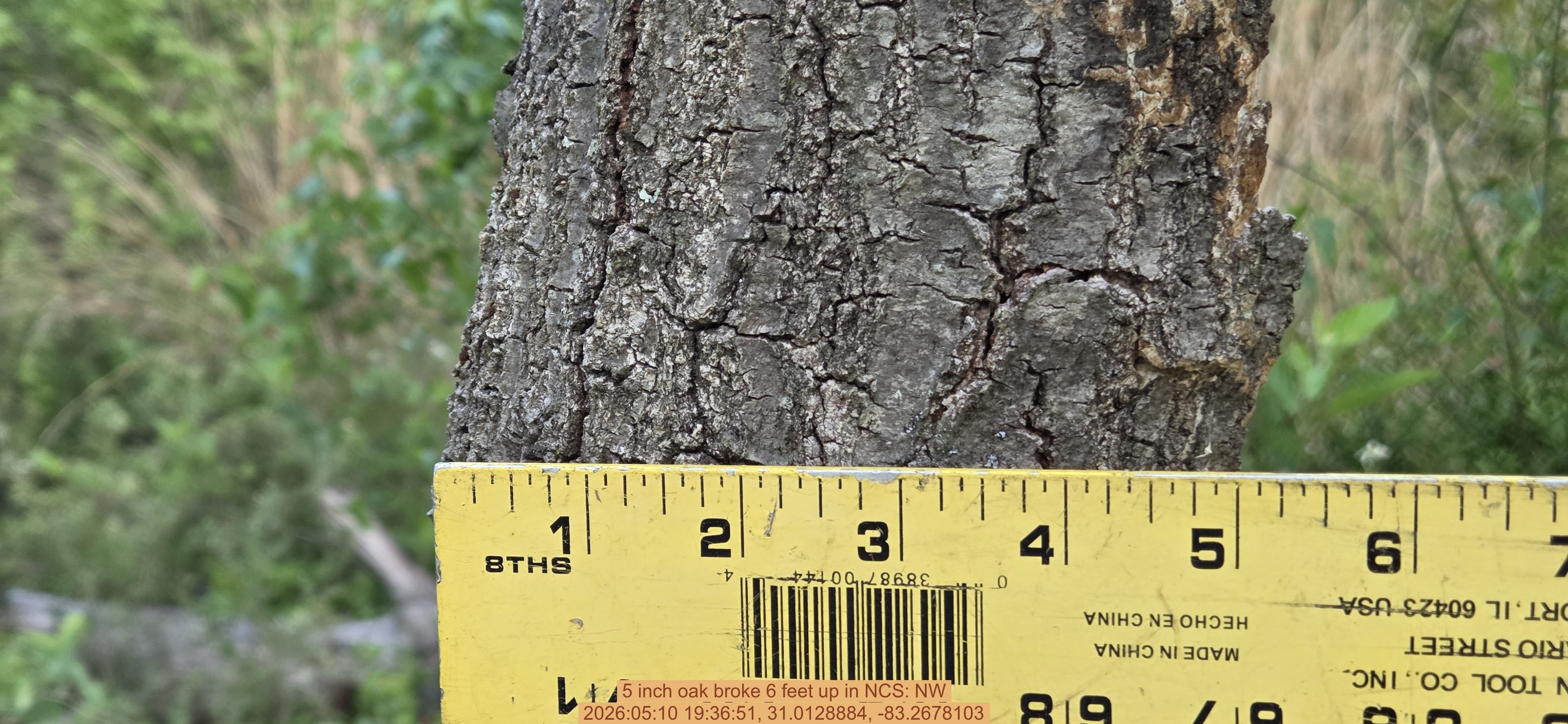 5 inch oak broke 6 feet up, 2026:05:10 19:36:51, 31.0128884, -83.2678103
