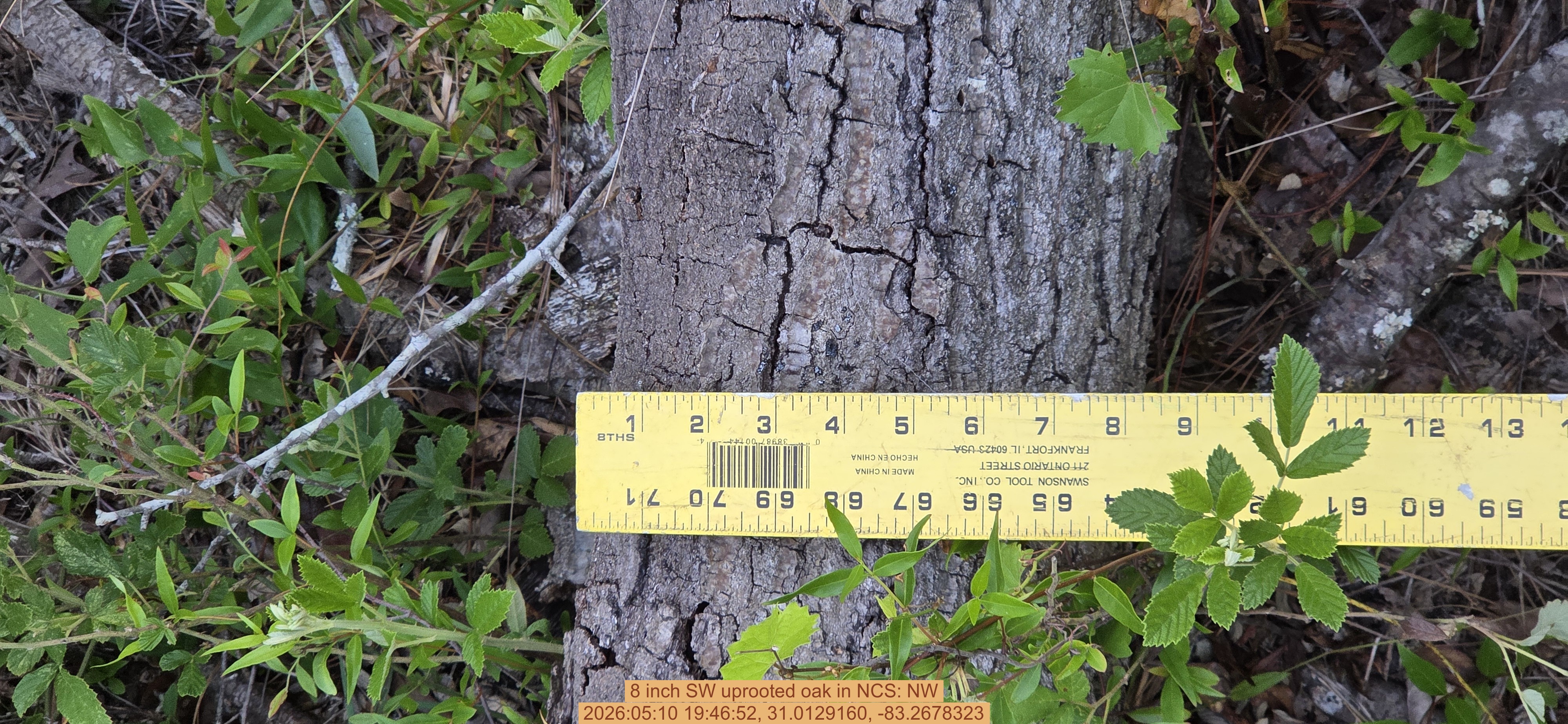 8 inch SW uprooted oak, 2026:05:10 19:46:52, 31.0129160, -83.2678323