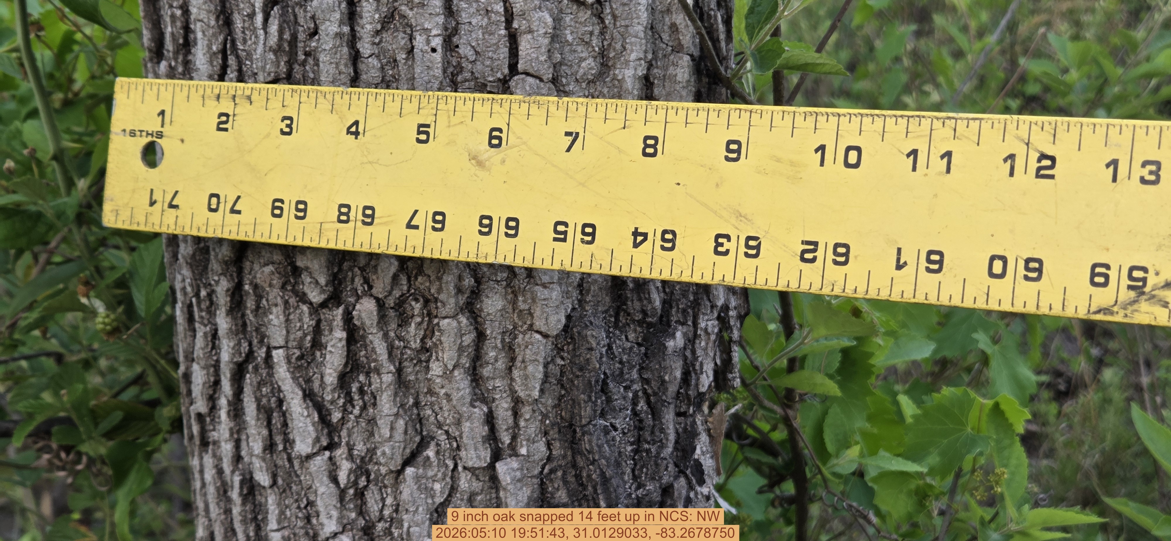 9 inch oak snapped 14 feet up, 2026:05:10 19:51:43, 31.0129033, -83.2678750
