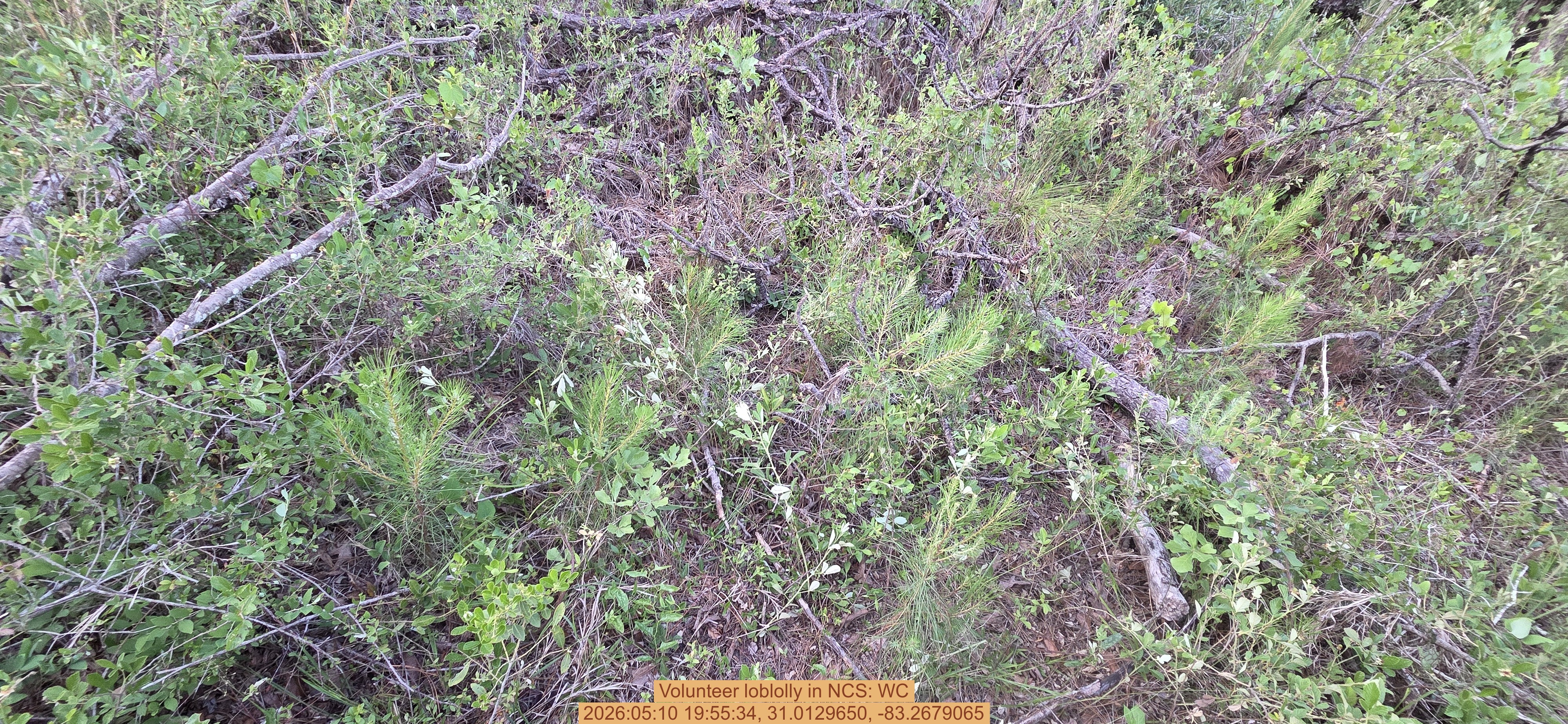 Volunteer loblolly, 2026:05:10 19:55:34, 31.0129650, -83.2679065