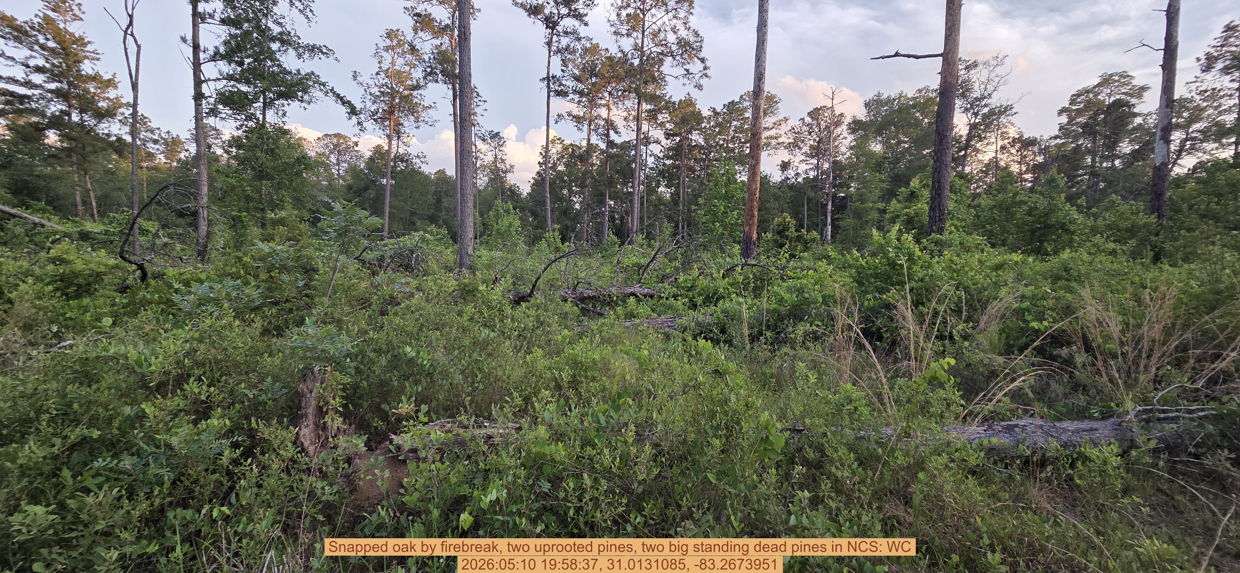 Snapped oak by firebreak, two uprooted pines, two big standing dead pines, 2026:05:10 19:58:37, 31.0131085, -83.2673951
