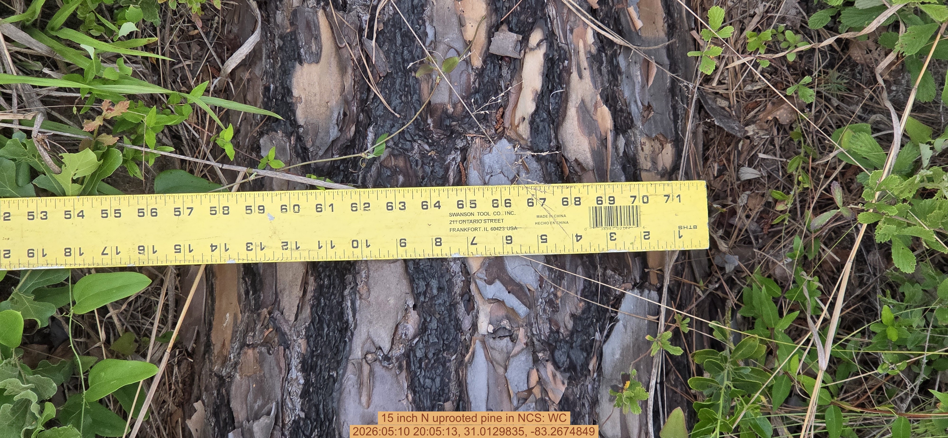 15 inch N uprooted pine, 2026:05:10 20:05:13, 31.0129835, -83.2674849