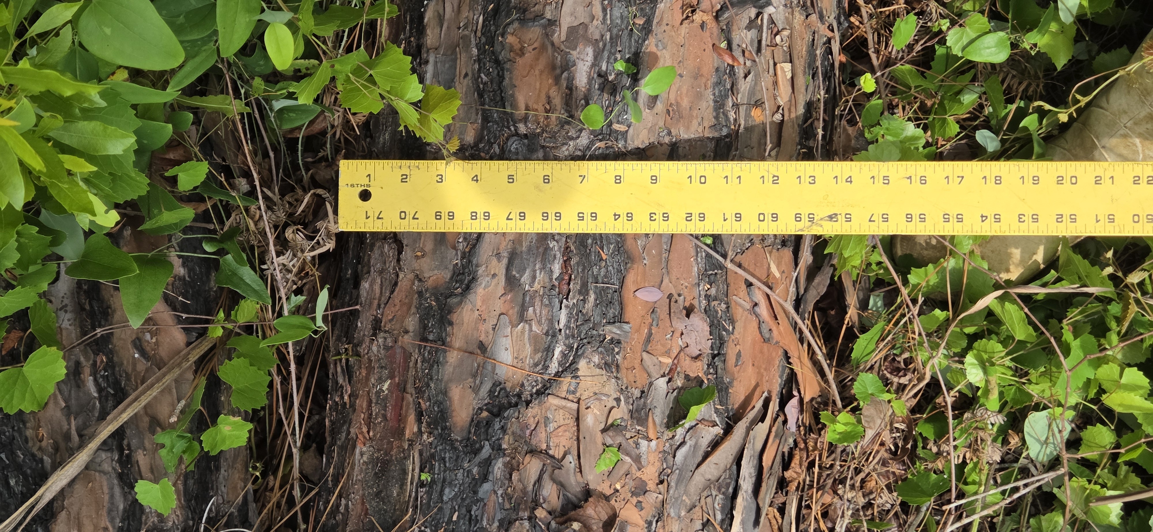 14 inch uprooted upper pine, 2026:05:11 15:22:00, 31.0126857, -83.2661926