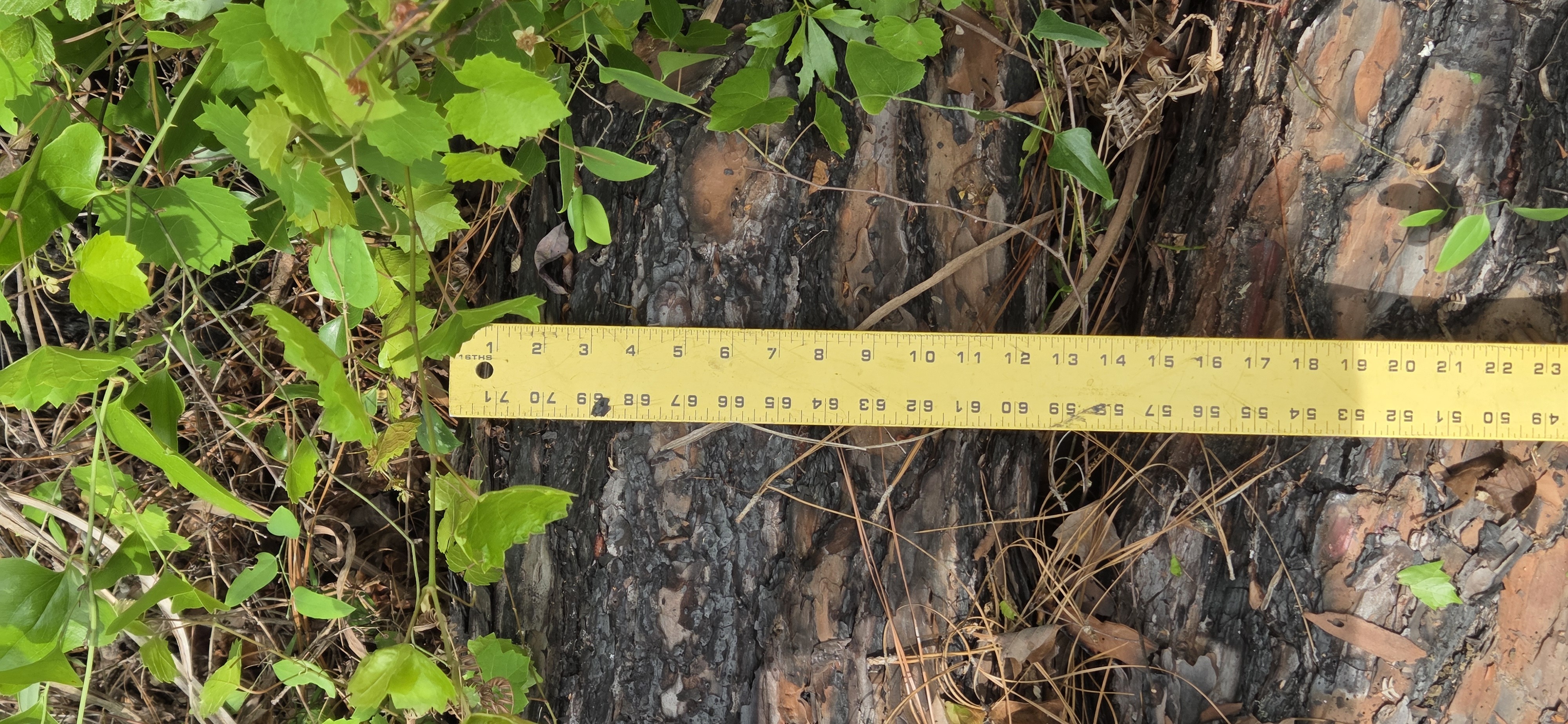 13 inch uprooted lower pine, 2026:05:11 15:22:50, 31.0126802, -83.2662070
