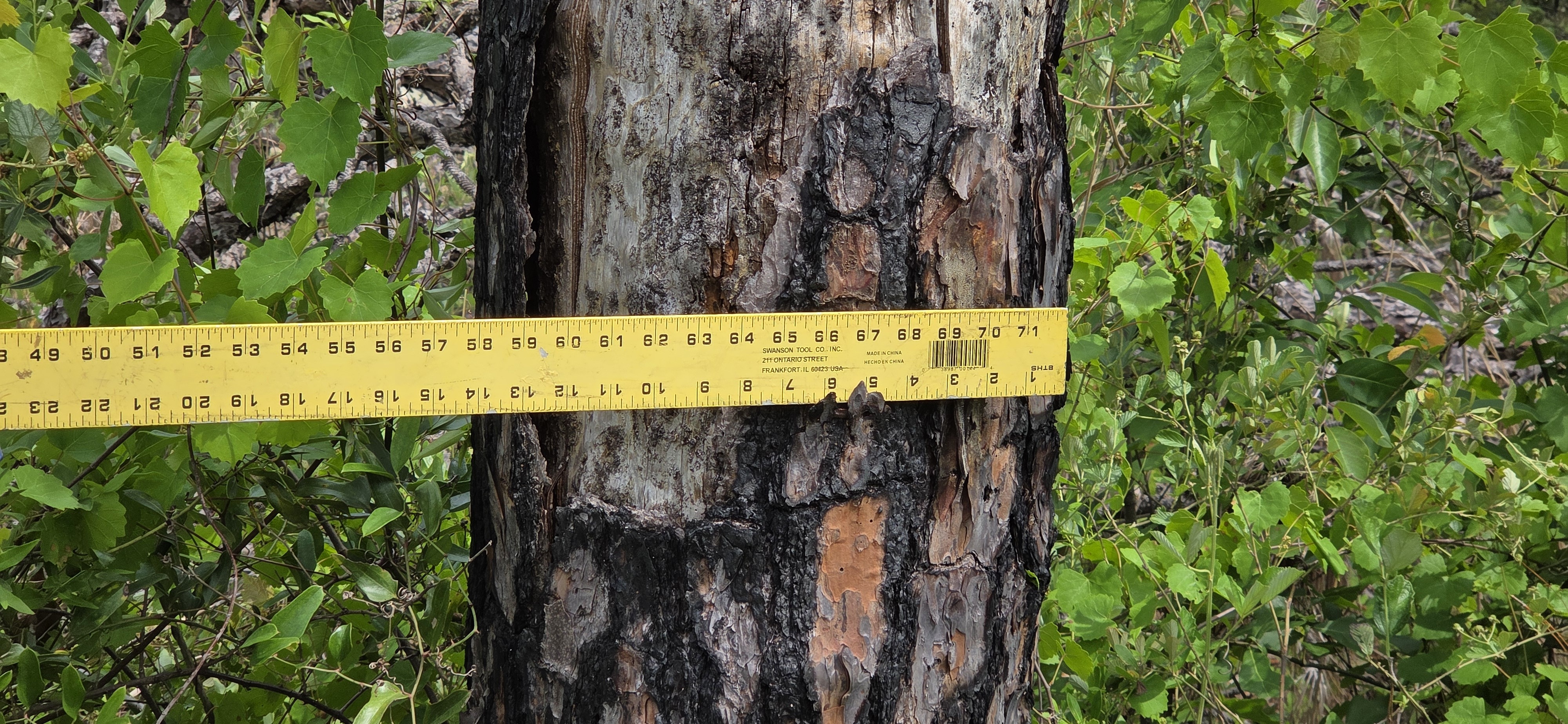 14 inch pine broke 6 feet up, 2026:05:11 15:27:18, 31.0126974, -83.2663800