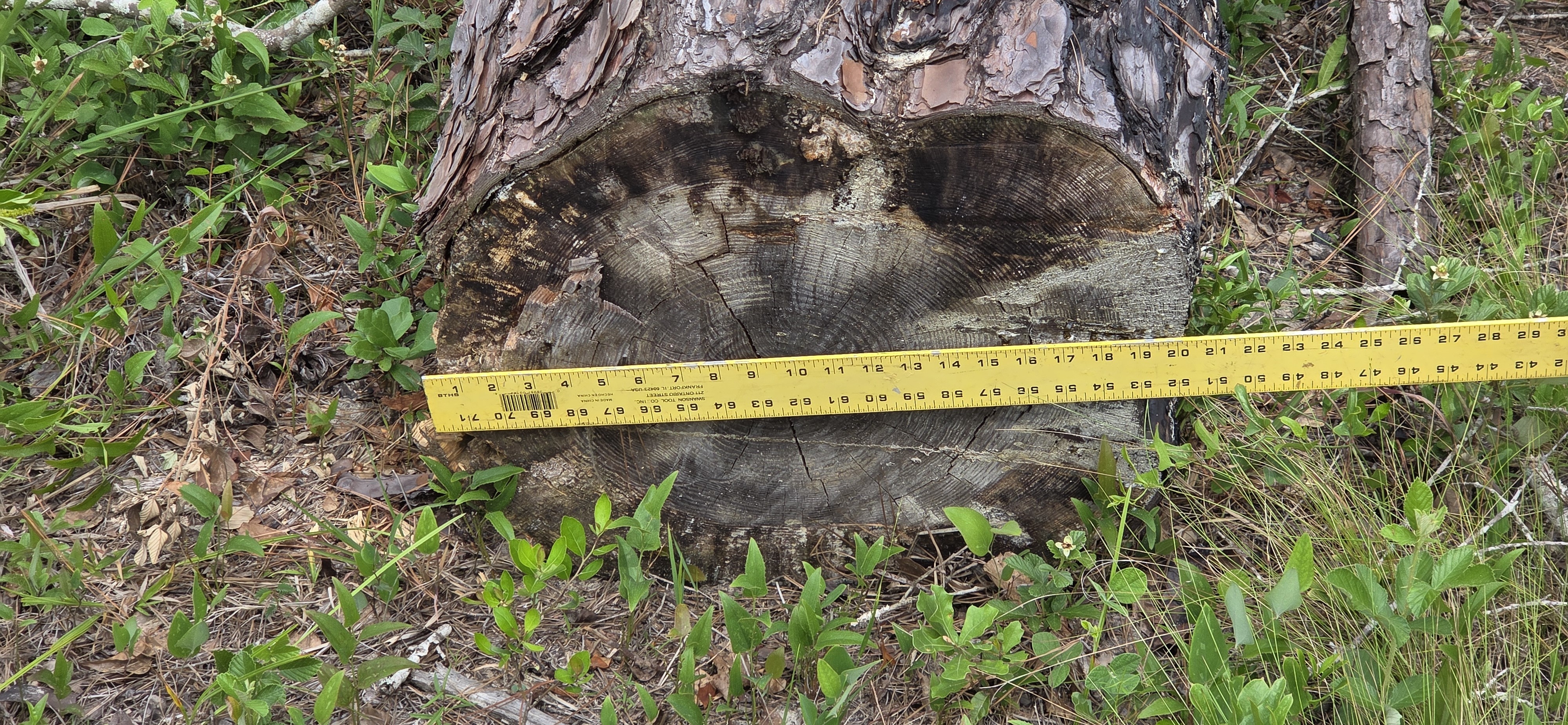 20 inch pine uprooted near firebreak east, 2026:05:11 15:34:28, 31.0130079, -83.2656234