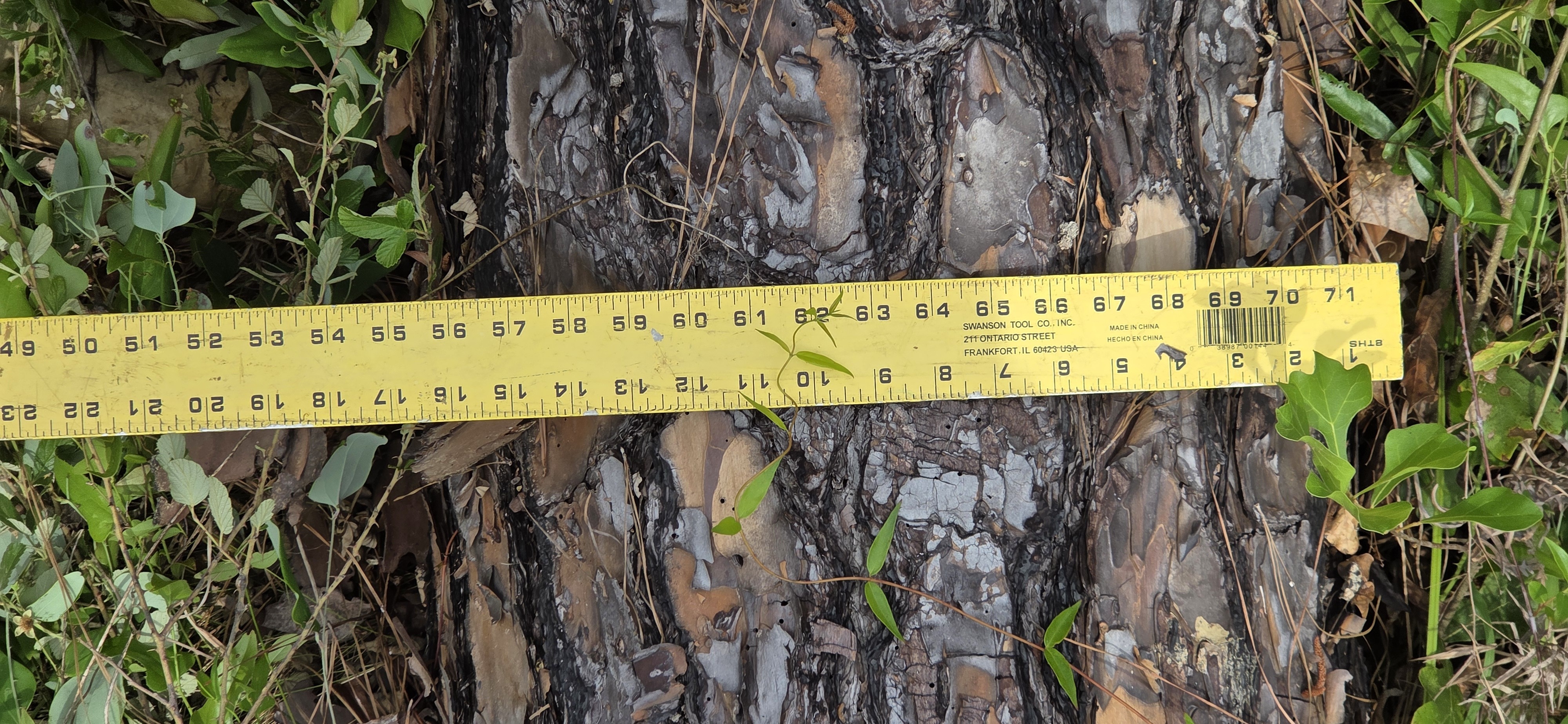 17 inch uprooted pine, 2026:05:11 15:35:20, 31.0129883, -83.2656165