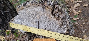 [22 inch Big oak on dog pen, 2026:05:01 18:16:00, 31.0122205, -83.2699573]
