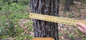 [10 inch undamaged pine, 2026:05:01 18:19:39, 31.0122041, -83.2699633]