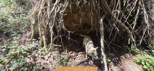 [Sky dog under 20 inch oak rootball, 2026:05:03 15:36:42, 31.0121101, -83.2701832]