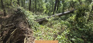 [Big oak down west side of house, 2026:05:03 15:37:02, 31.01195, -83.2697377]