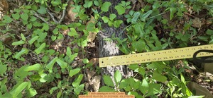 [7 inch sweetgum, 2026:05:03 15:41:00, 31.0121938, -83.2700786]