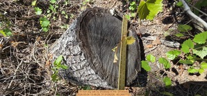 [18 inch big oak by driveway, 2026:05:04 13:48:29, 31.0126228, -83.2697732]