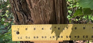 [7 inch snapped pine by driveway and water line, 2026:05:04 13:51:17, 31.0125523, -83.2696656]