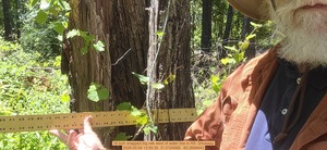 [18 inch snapped big oak west of water line, 2026:05:04 13:55:35, 31.0124568, -83.2699443]