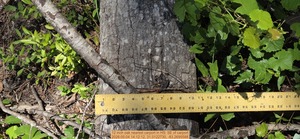 [12 inch oak nearest carport, 2026:05:04 14:12:12, 31.0122730, -83.2695588]
