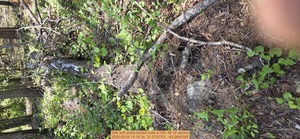 [Oak with partly buried roots, 2026:05:04 14:16:34, 31.0120751, -83.2695393]