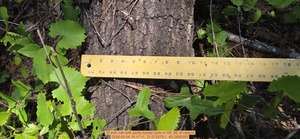 [10 inch oak with partly buried roots, 2026:05:04 14:17:11, 31.0120751, -83.2695393]