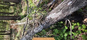[Pine under second oak, 2026:05:04 14:21:11, 31.0119731, -83.2695529]
