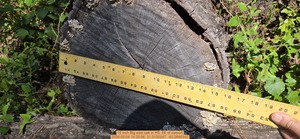 [16 inch Big east oak, 2026:05:04 14:25:06, 31.0120247, -83.2695342]