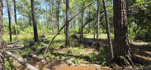 [Bent pine, 2026:05:04 14:28:08, 31.0120179, -83.2696372]