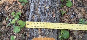 [12 inch pine by valve, 2026:05:04 14:31:12, 31.0119226, -83.2696056]