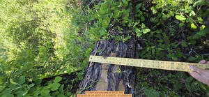 [14 inch leaning pine, 2026:05:04 16:36:07, 31.0124572, -83.2692444]