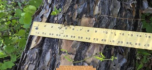 [Same 14 inch leaning pine, 2026:05:04 16:36:18, 31.0124572, -83.2692444]
