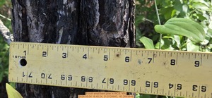 [6 inch small bent pine, 2026:05:04 16:40:24, 31.0124843, -83.2693846]
