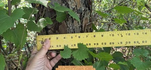 [8 inch Topped longleaf, 2026:05:04 17:01:57, 31.0124476, -83.2684767]