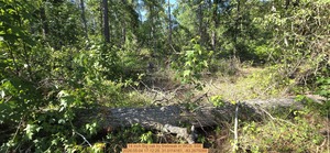 [14 inch Big oak by firebreak, 2026:05:04 17:12:29, 31.0114161, -83.2675068]