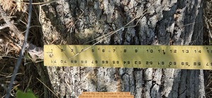 [14 inch Big oak by firebreak, 2026:05:04 17:17:18, 31.0114560, -83.2674458]