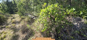 [4 inch Second oak, 2026:05:04 17:21:48, 31.0114740, -83.2674898]