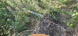 [7 inch Third oak, 2026:05:04 17:25:21, 31.0115275, -83.2675529]