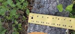 [7 inch Third oak, 2026:05:04 17:25:43, 31.0115275, -83.2675529]