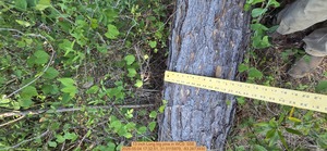[13 inch Long big pine, 2026:05:04 17:32:51, 31.0115979, -83.2673930]