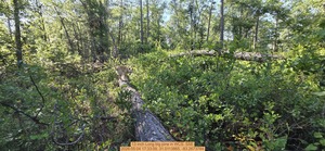 [13 inch Long big pine, 2026:05:04 17:33:09, 31.0113865, -83.2673784]