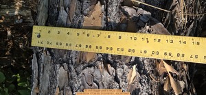 [15 inch Bigger pine, 2026:05:04 17:38:39, 31.0116151, -83.2672867]