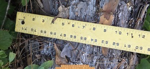 [12 inch Bottom pine, 2026:05:04 17:42:46, 31.0115999, -83.2674615]