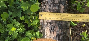 [8 inch Northmost pine, 2026:05:05 09:59:27, 31.0117365, -83.2692938]