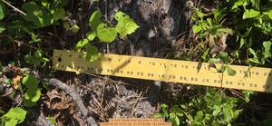 [14 inch Northmost big pine, 2026:05:05 10:01:36, 31.0116258, -83.2694279]