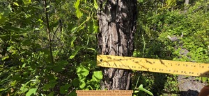 [6 inch Northmost snapped pine, 8 feet up, 2026:05:05 10:03:55, 31.0116230, -83.2694354]