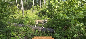 [14 inch Big pine n of e-w path, 2026:05:05 10:06:25, 31.0115873, -83.2694250]