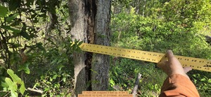[11 inch Oak snapped 9 feet up., 2026:05:05 10:12:45, 31.0115648, -83.2693230]