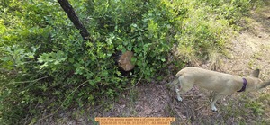 [10 inch Pine across water line s of cross path, 2026:05:05 10:14:56, 31.0115771, -83.2693441]