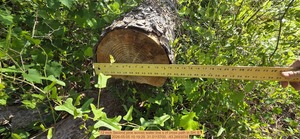 [12 inch Second pine across water line s of cross path, 2026:05:05 10:19:29, 31.0115700, -83.2693038]